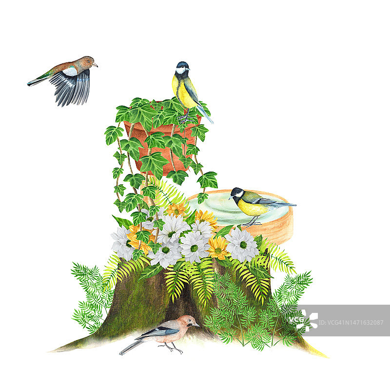手绘水彩画组成一个老树桩，山雀，松鸦鸟和花园植物图片素材