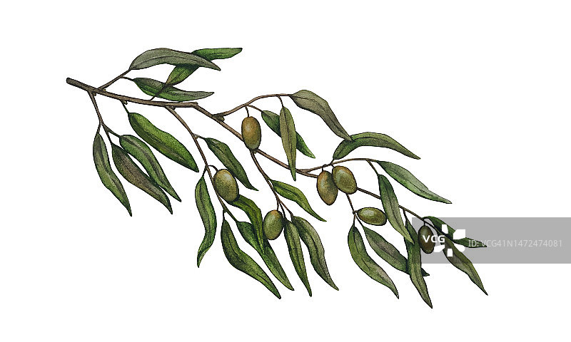 水彩橄榄树枝孤立在白色背景。装饰设计元素的问候，壁纸，时尚，海报，印刷，织物或背景。图片素材