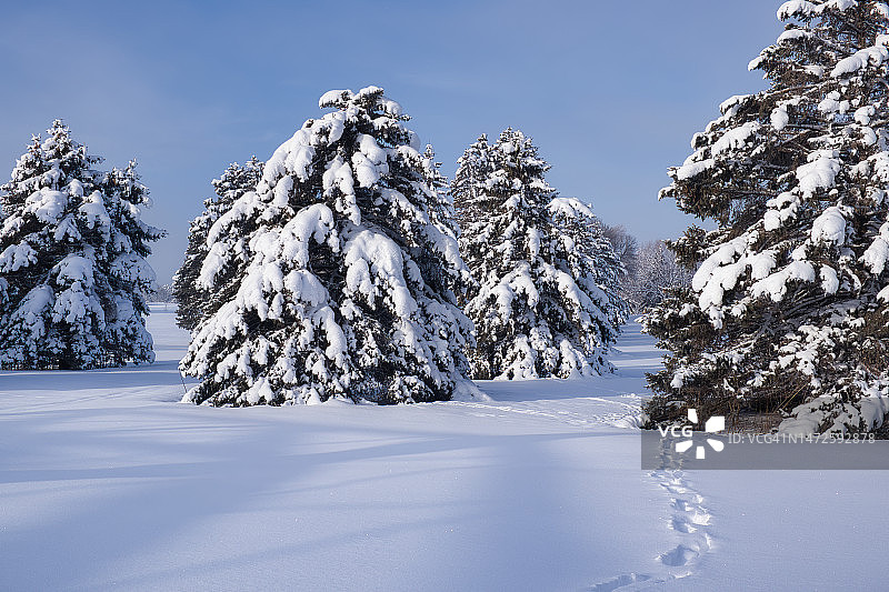 树木在白雪覆盖的土地上对着天空，宝石湖，明尼苏达州，美国图片素材