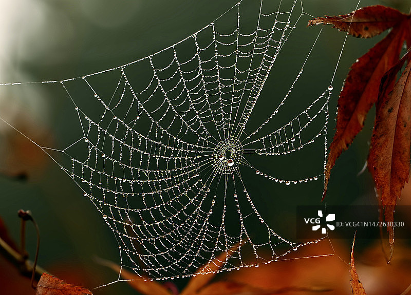 蛛网上的蜘蛛特写图片素材