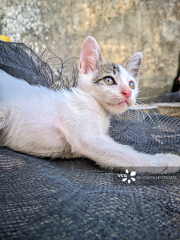白猫躺在黑色网眼上图片素材