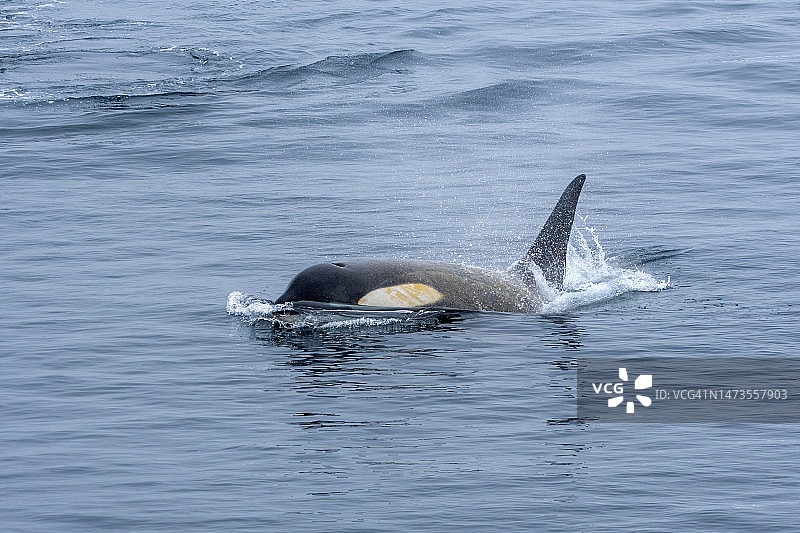 一只虎鲸在南极海域和环境格拉什海峡威尔士杀手。南极洲图片素材