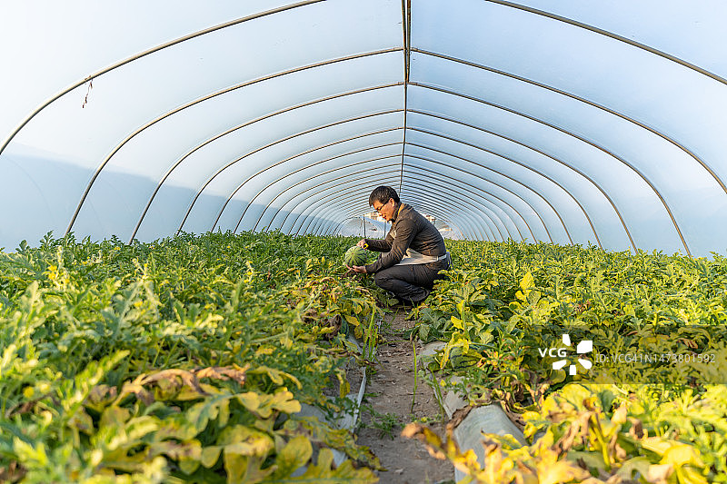 一个男农民在温室里收割成熟的西瓜图片素材