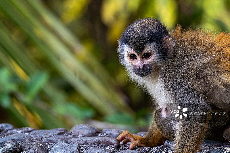 哥斯达黎加太平洋海岸曼努埃尔·安东尼奥国家公园的野生松鼠猴妈妈和宝宝图片素材