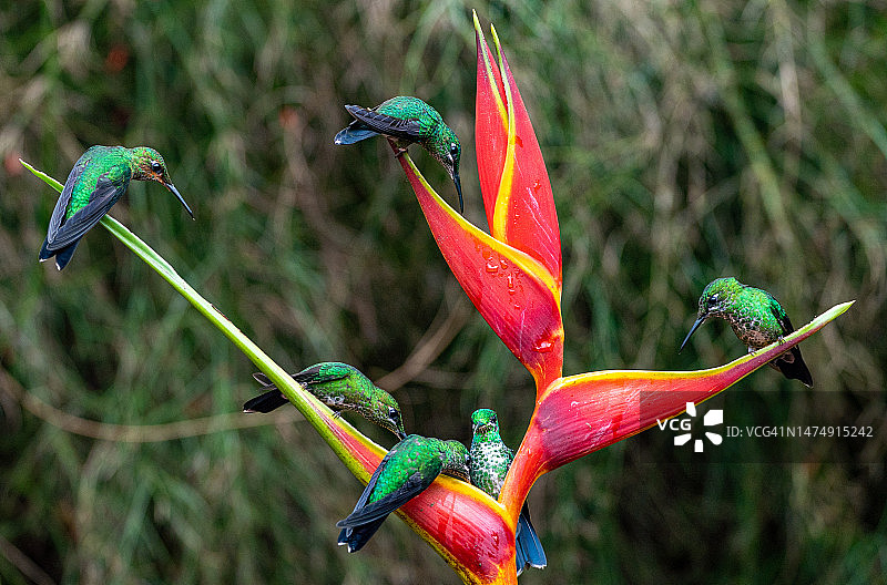 一群美丽的野生绿冠蜂鸟在哥斯达黎加的中央云雾森林，靠近中美洲的圣何塞和波阿斯火山图片素材