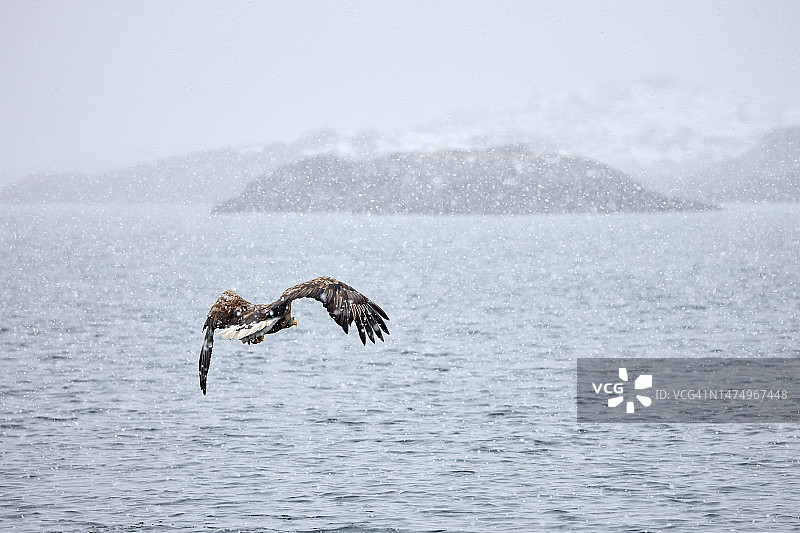 一只鹰在下雪的冬天在海上飞行的背影。图片素材