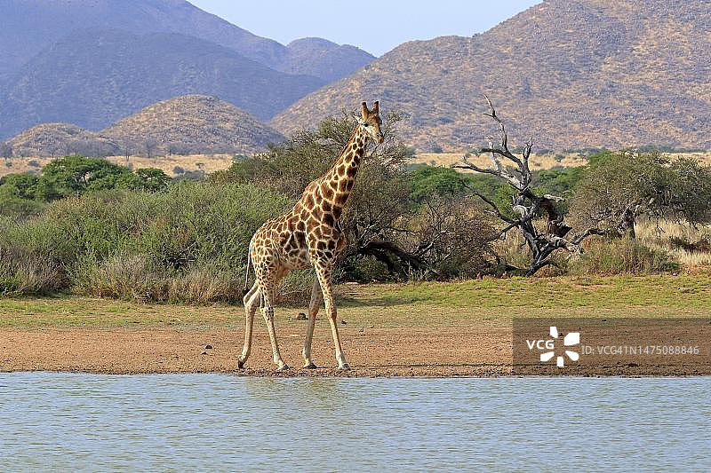 南部长颈鹿(Giraffa camelopardalis Giraffa)，成年，在南非北开普喀拉哈里岛茨瓦鲁野生动物保护区的水坑里图片素材