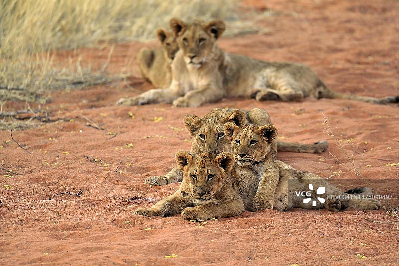 狮子(美洲豹)，三只幼崽，兄弟姐妹，警觉，群体，茨瓦鲁野生动物保护区，卡拉哈里，南非北开普图片素材