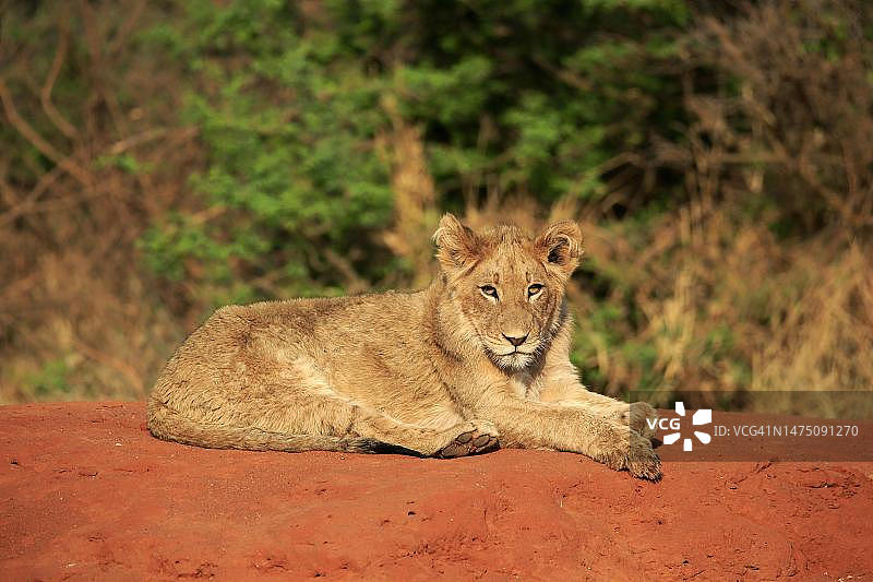 狮子(美洲豹)，年轻，机警，休息，茨瓦鲁野生动物保护区，卡拉哈里，北开普，南非图片素材