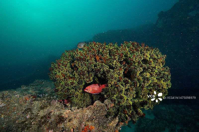 绿树珊瑚(Tubastrea micranthus)和diademhusar (Sargocentron diadema)， Aliwal浅滩潜水地点，夸祖鲁-纳塔尔省，南非图片素材