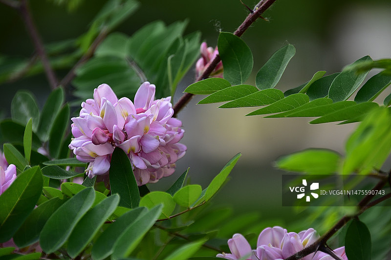 在阳光下近距离观赏非常漂亮的五彩缤纷的春天花朵图片素材