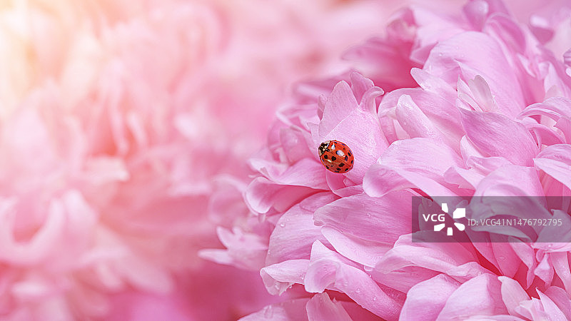 精致的粉红色牡丹花，花瓣上有瓢虫，选择性聚焦特写。浪漫的背景与文本复制空间图片素材