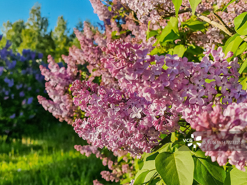 丁香枝头开花，选择性聚焦。春天盛开的紫丁香。盛开的丁香丛。春天的季节，自然的背景。香气图片素材
