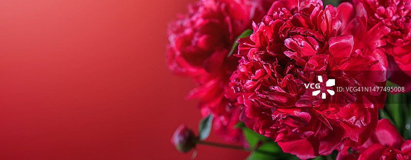 Аbstract romance background with delicate red peonies flowers, close-up图片素材