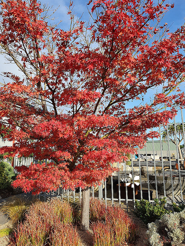 秋掌槭也被称为日本枫、棕榈枫或光滑的日本枫图片素材