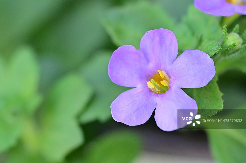 塞尔维亚，我的花园里有非常漂亮的五彩缤纷的春天花朵图片素材