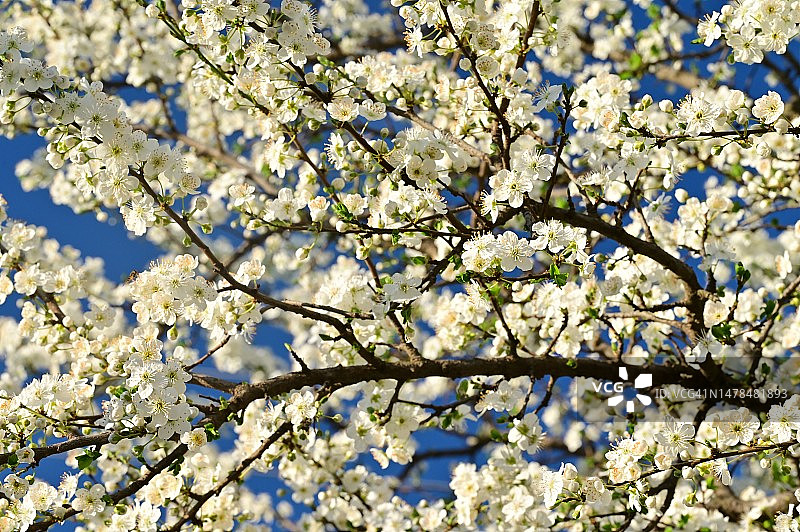 非常漂亮的五彩缤纷的春天花朵近距离观看，塞尔维亚图片素材