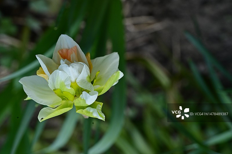 在塞尔维亚，我的花园里，非常漂亮的五彩缤纷的春天花朵图片素材
