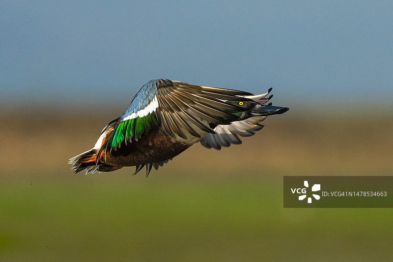 在印度奥里萨邦曼加拉乔迪，鸭子在户外飞行的特写图片素材