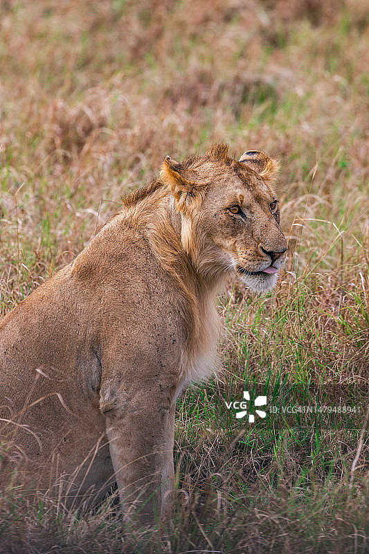狮子野生动物在马赛马拉国家保护区，马赛马拉国家保护区，肯尼亚图片素材
