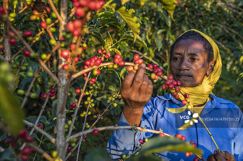 非洲妇女收集咖啡樱桃，东非图片素材