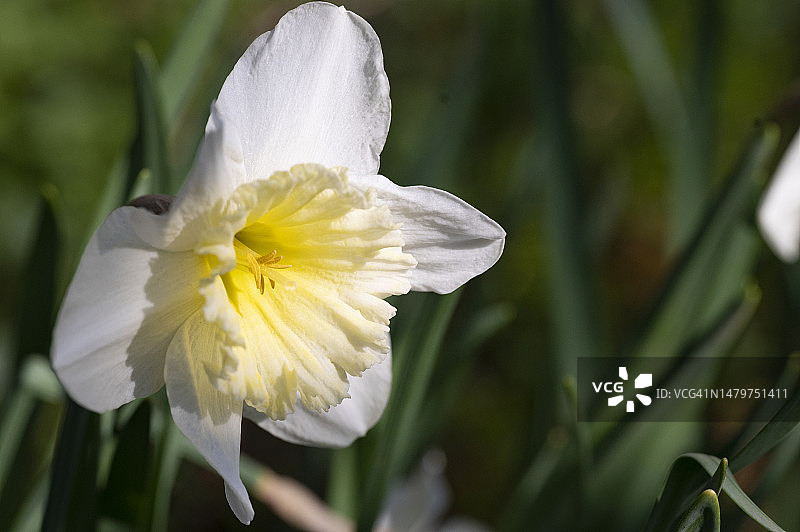 塞尔维亚，我的花园里有非常漂亮的五彩缤纷的春天花朵图片素材