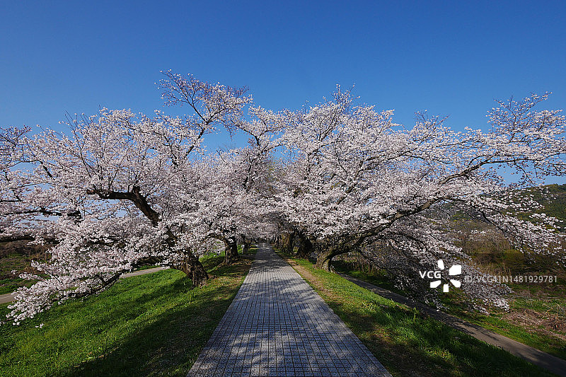 蓝天下的樱花，日本的世卫井图片素材