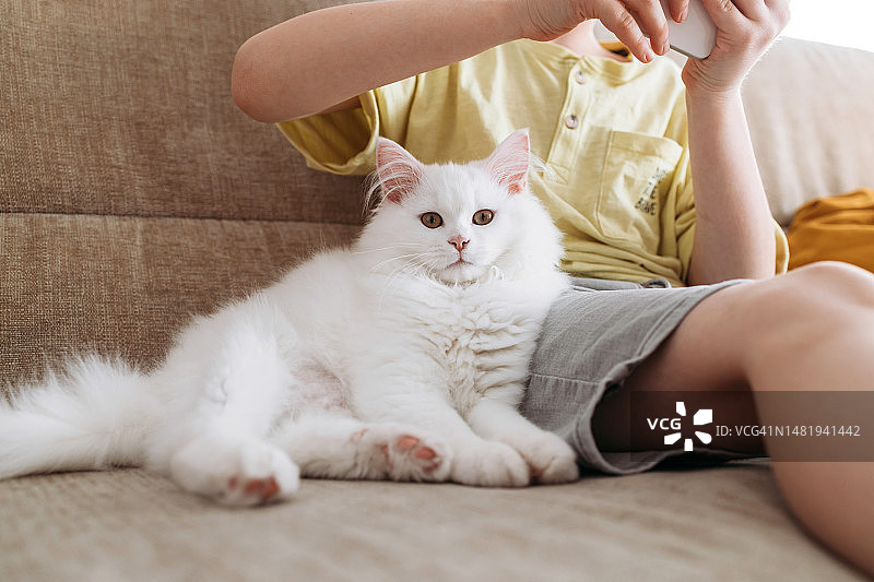 一只毛茸茸的白色小猫躺在主人旁边的沙发上，靠在主人身上。家里的宠物生活图片素材