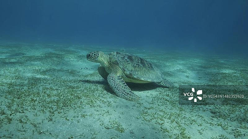 绿色的大海龟游在覆盖着绿色海草的海床上。绿海龟(Chelonia mydas)水下拍摄，红海，埃及图片素材