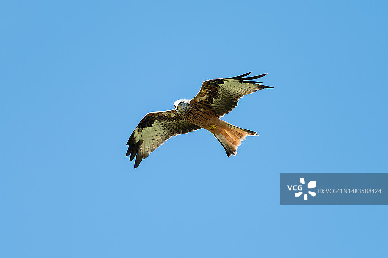 低角度的鹰在晴朗的蓝天上飞翔，红风筝中心，英国图片素材