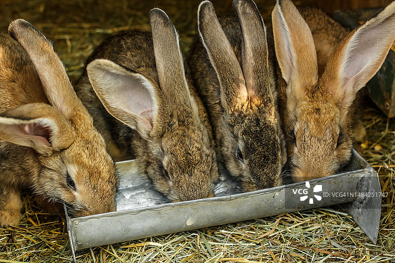 罗马尼亚田野上的兔子的高角度视角图片素材