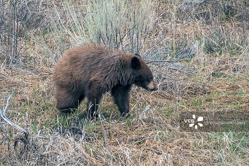 黑熊幼崽穿过森林图片素材
