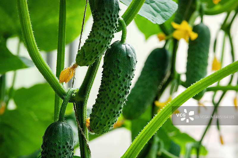 温室种植的黄瓜，有机农场，自产蔬菜图片素材