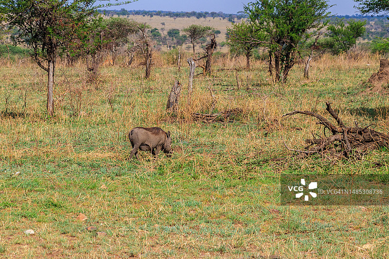 坦桑尼亚塞伦盖蒂国家公园稀树草原上的普通疣猪图片素材