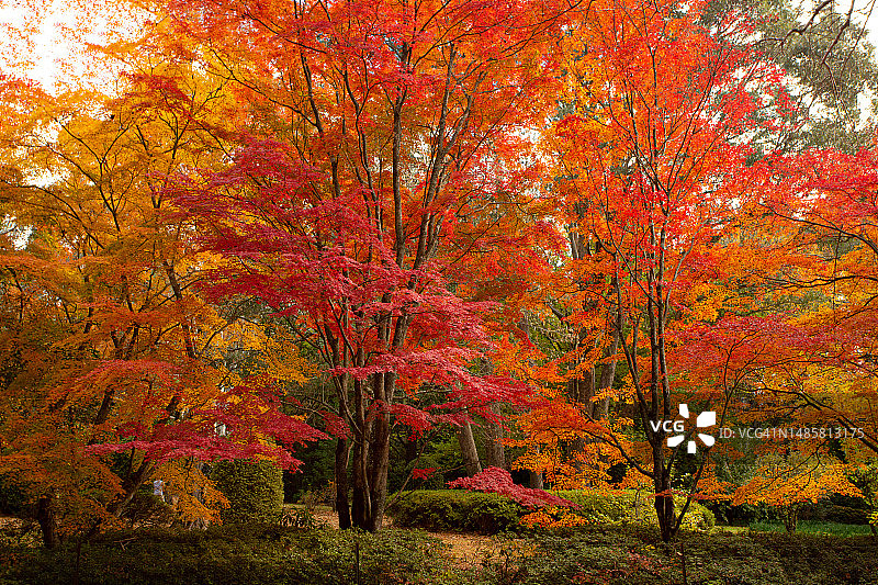 树木在秋天的色彩中闪耀，罗马尼亚图片素材