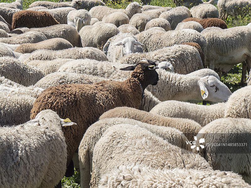 牧场上的羊的高角度视图图片素材