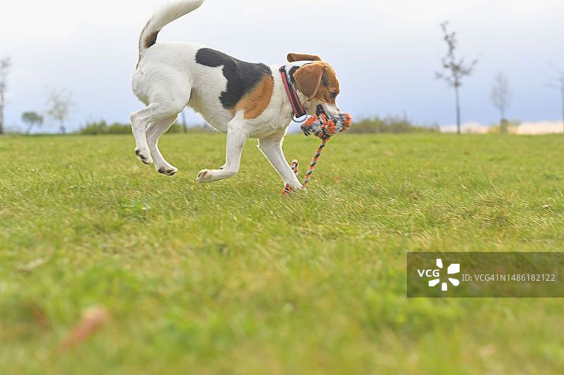 一只小猎犬小狗嘴里叼着拖船玩具跑着。顽皮的狗在草地上奔跑。狗嘴里叼着拔河狗玩具。图片素材