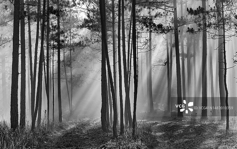 在雾蒙蒙的白天，阳光穿过山上的松林- BW图像图片素材