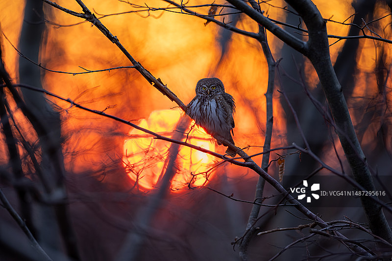 在美丽的夕阳下，德国的欧亚侏儒猫头鹰图片素材