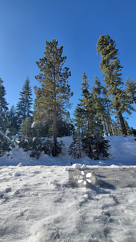 雪和树图片素材