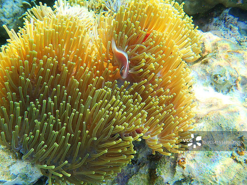 富桂岛珊瑚图片素材