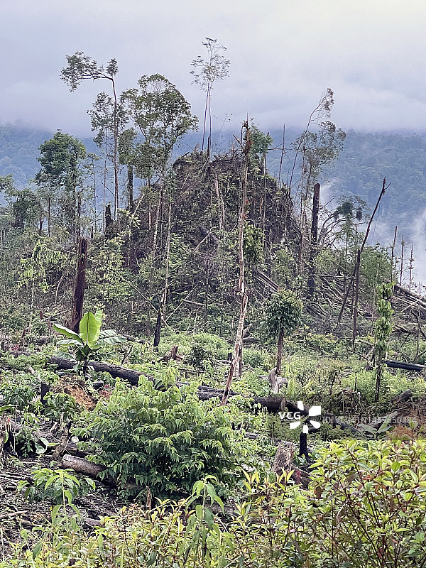 苏门答腊雨林的砍伐和煤渣锥图片素材