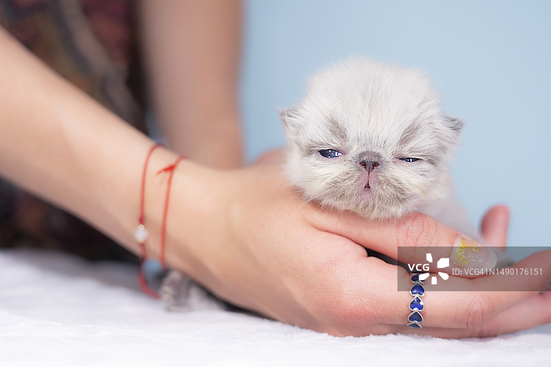 一个女孩手里的新生喜马拉雅小猫的肖像图片素材