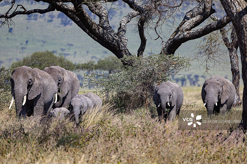 坦桑尼亚，一头非洲象和小象图片素材