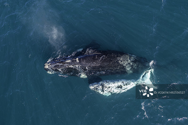 瓦尔德斯半岛新海湾，南露脊鲸和它的白色幼崽的鸟瞰图。图片素材