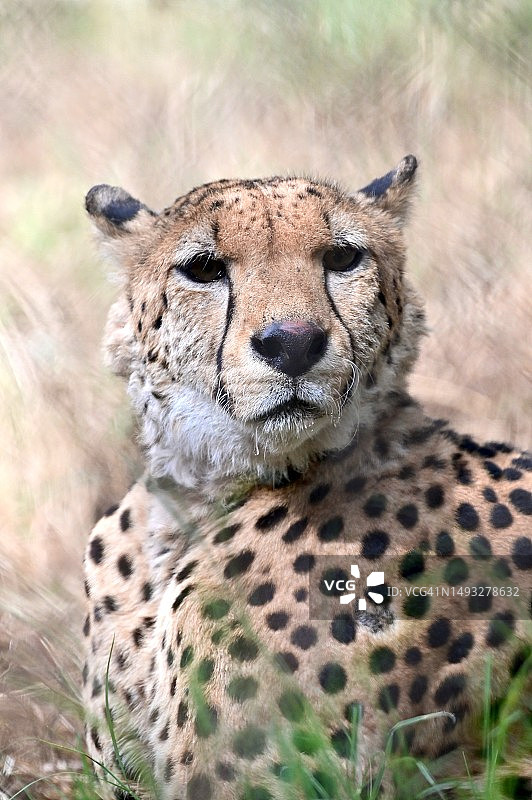 非洲猎豹在野外休息的特写，吉萨动物园，埃及图片素材