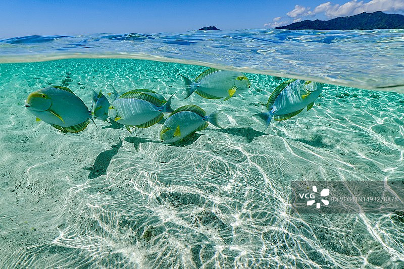 马约特岛热带咸水鱼在海里游泳的鸟瞰图图片素材