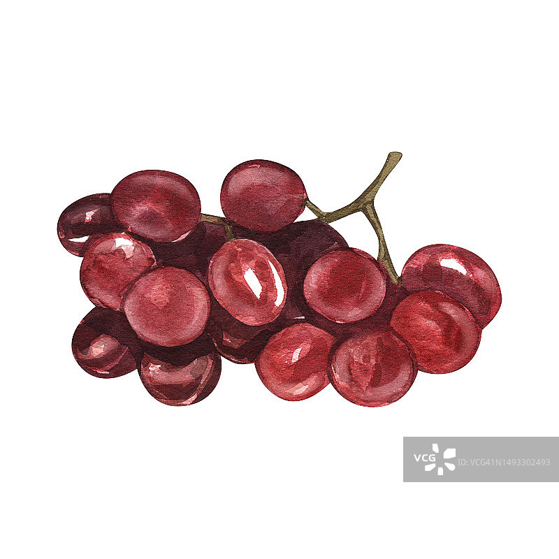 水彩画红葡萄浆果。新鲜的湿水果手绘插图孤立的白色背景。完美的插图设计酒单，标签，横幅，菜单，传单，宣传册模板。图片素材