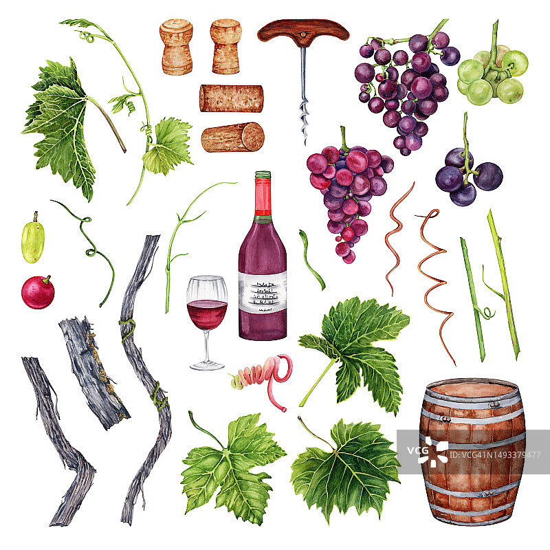 葡萄，酒杯，酒瓶，开瓶器，酒桶，葡萄叶。手绘水彩插图在白色的背景。完美的餐厅菜单和品酒设计。图片素材