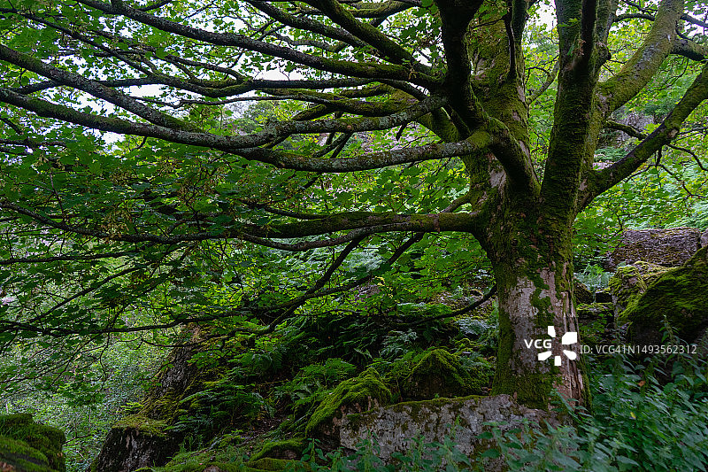 低角度的树木在森林，温德米尔，英国，英国图片素材